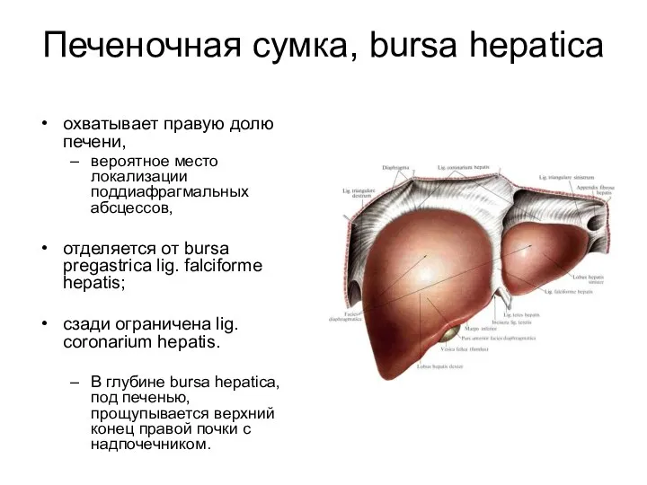 Печеночная сумка, bursa hepatica охватывает правую долю печени, вероятное место локализации