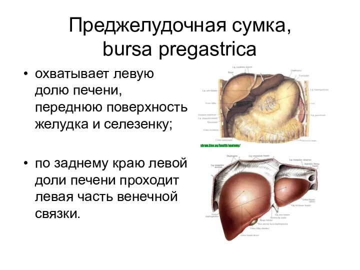 Преджелудочная сумка, bursa pregastrica охватывает левую долю печени, переднюю поверхность желудка