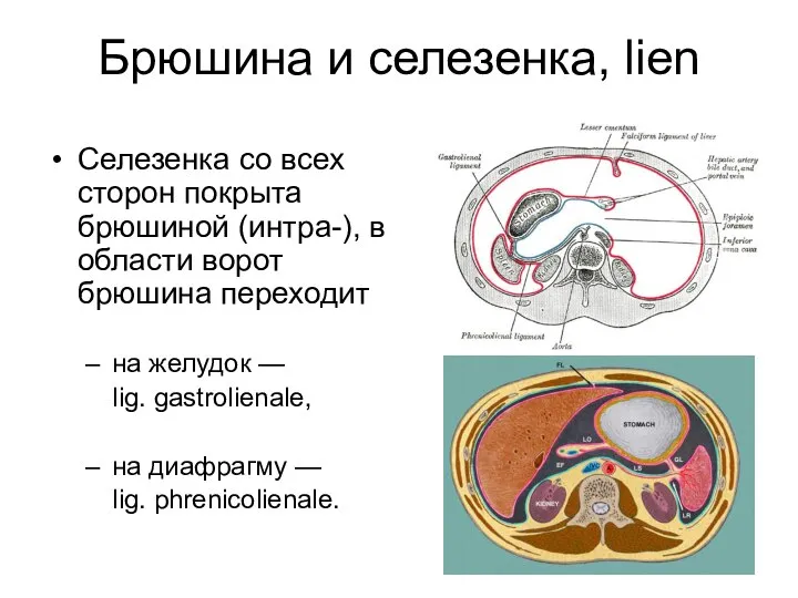 Брюшина и селезенка, lien Селезенка со всех сторон покрыта брюшиной (интра-),