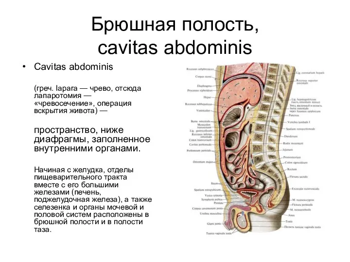 Брюшная полость, cavitas abdominis Сavitas abdominis (греч. lapara — чрево, отсюда