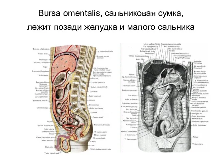 Bursa omentalis, сальниковая сумка, лежит позади желудка и малого сальника