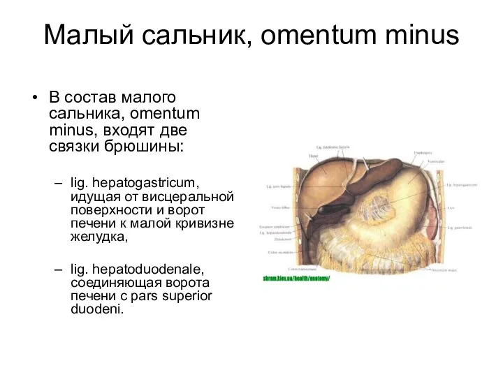 Малый сальник, omentum minus В состав малого сальника, omentum minus, входят