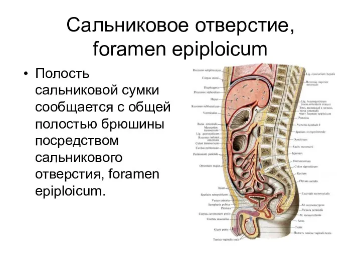 Сальниковое отверстие, foramen epiplоicum Полость сальниковой сумки сообщается с общей полостью