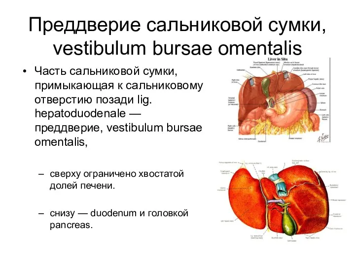 Преддверие сальниковой сумки, vestibulum bursae omentalis Часть сальниковой сумки, примыкающая к