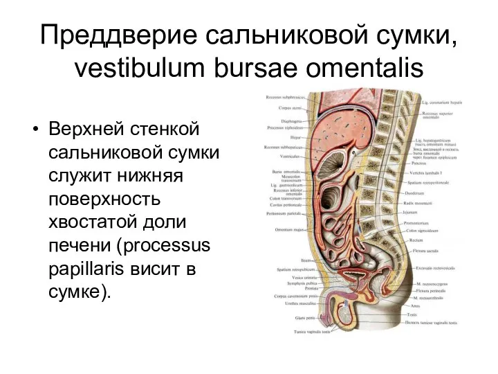 Преддверие сальниковой сумки, vestibulum bursae omentalis Верхней стенкой сальниковой сумки служит