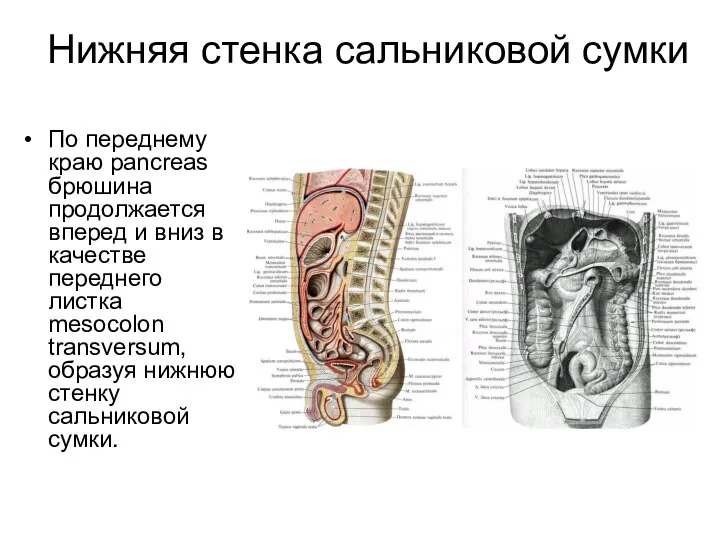 Нижняя стенка сальниковой сумки По переднему краю pancreas брюшина продолжается вперед