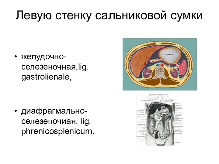 Левую стенку сальниковой сумки желудочно-селезеночная,lig. gastrolienale, диафрагмально-селезепочиая, lig. phrenicosplenicum.