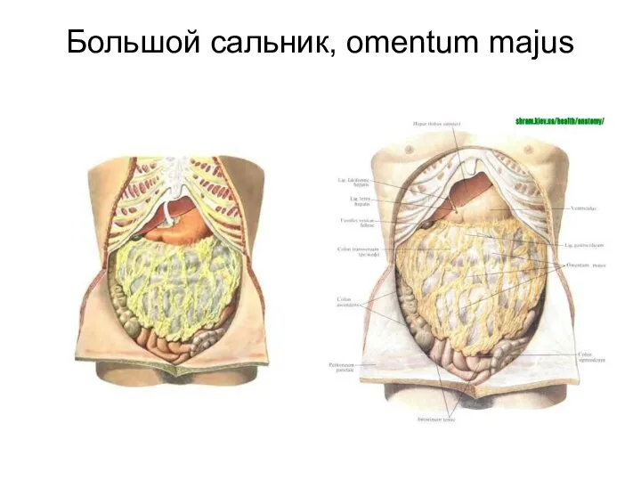 Большой сальник, omentum majus