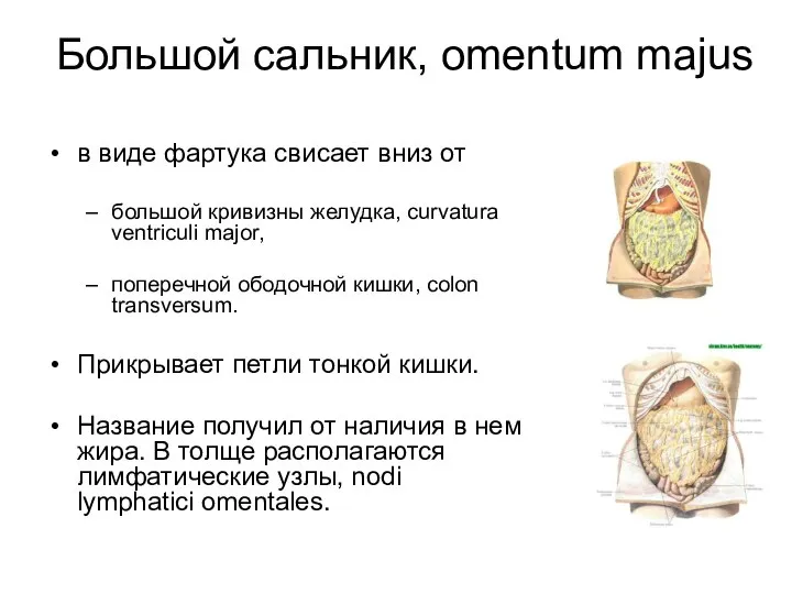 Большой сальник, omentum majus в виде фартука свисает вниз от большой