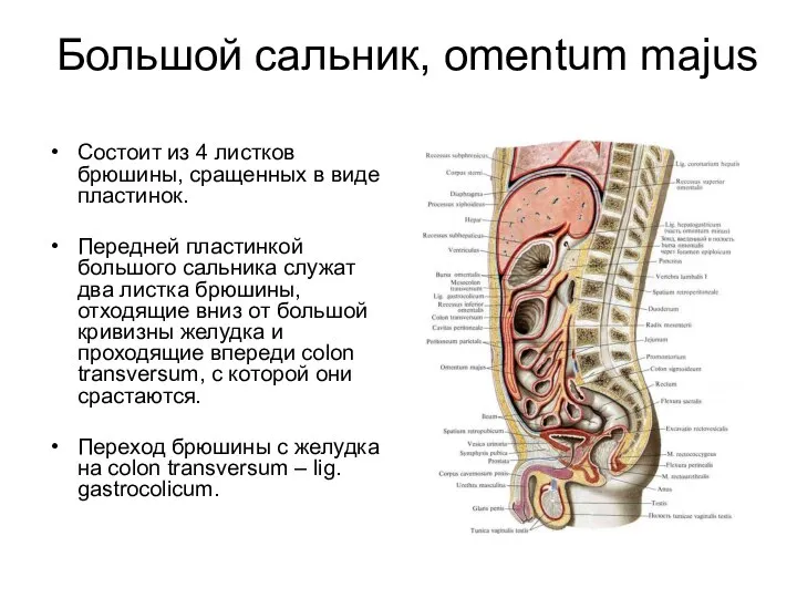 Большой сальник, omentum majus Состоит из 4 листков брюшины, сращенных в