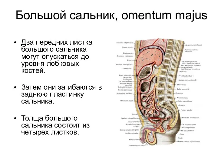 Большой сальник, omentum majus Два передних листка большого сальника могут опускаться