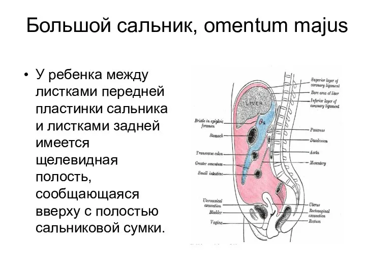 Большой сальник, omentum majus У ребенка между листками передней пластинки сальника