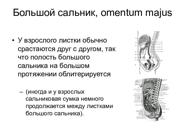 Большой сальник, omentum majus У взрослого листки обычно срастаются друг с