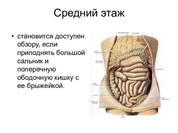 Средний этаж становится доступен обзору, если приподнять большой сальник и поперечную ободочную кишку с ее брыжейкой.