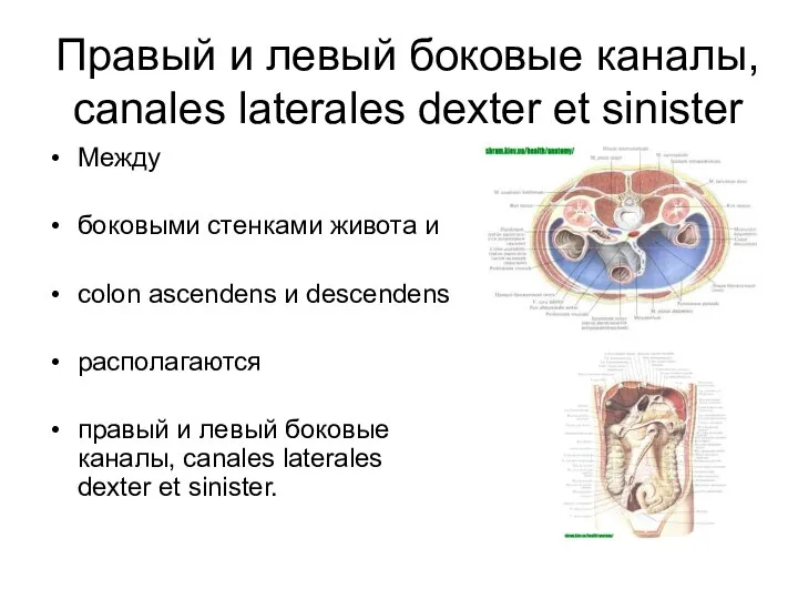 Правый и левый боковые каналы, canales laterales dexter et sinister Между