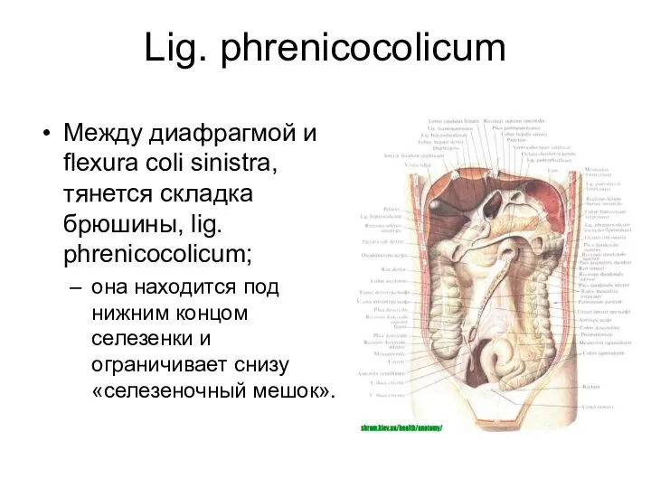 Lig. phrenicocolicum Между диафрагмой и flexura coli sinistra, тянется складка брюшины,