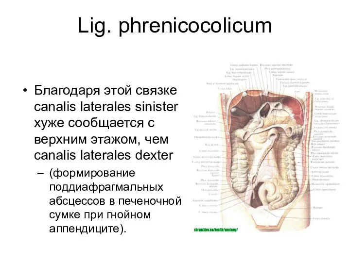 Lig. phrenicocolicum Благодаря этой связке canalis laterales sinister хуже сообщается с