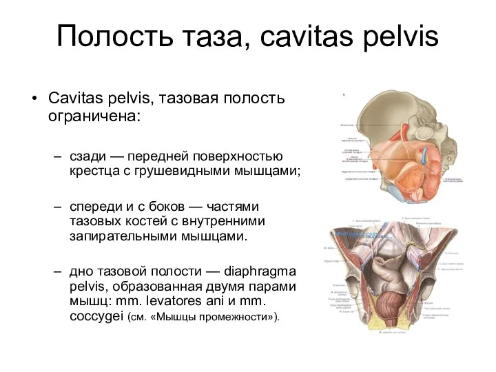 Полость таза, cavitas pelvis Сavitas pelvis, тазовая полость ограничена: сзади —