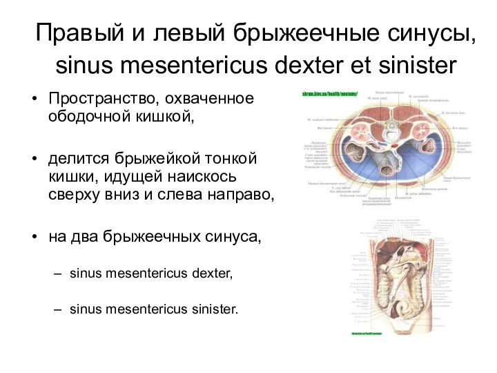 Правый и левый брыжеечные синусы, sinus mesentericus dexter et sinister Пространство,