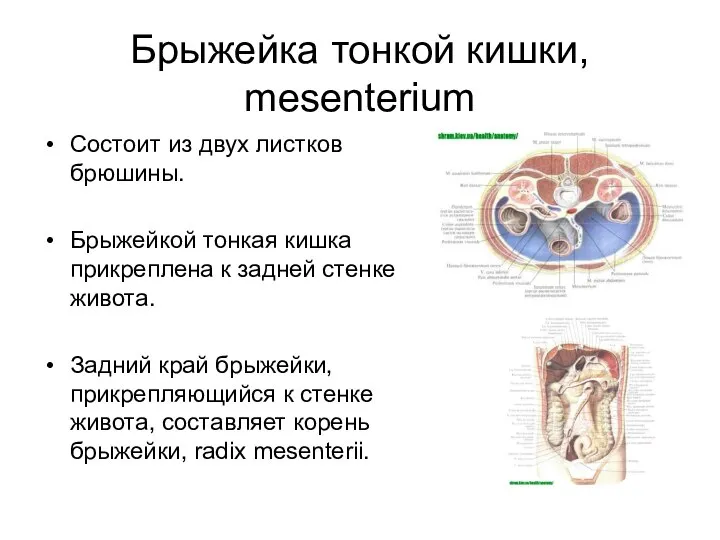 Брыжейка тонкой кишки, mesenterium Состоит из двух листков брюшины. Брыжейкой тонкая