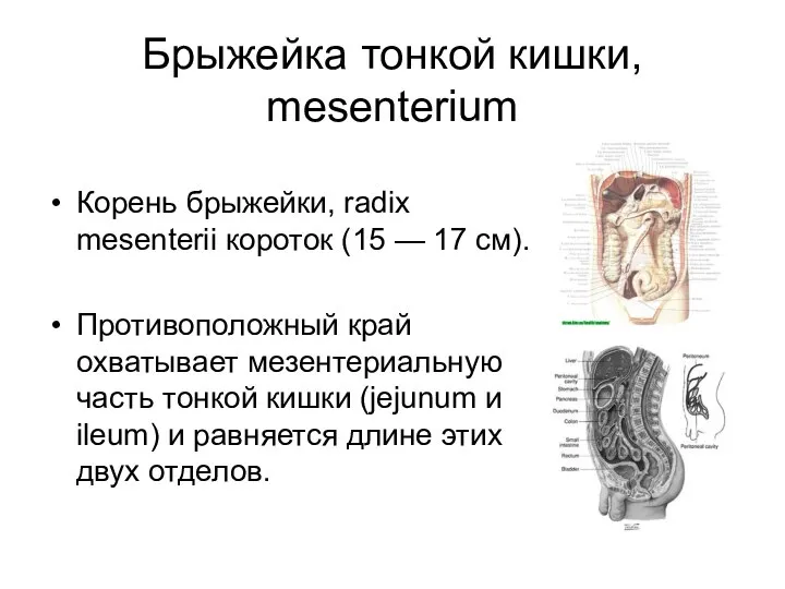 Брыжейка тонкой кишки, mesenterium Корень брыжейки, radix mesenterii короток (15 —