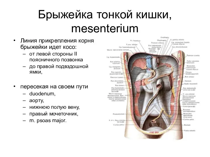 Брыжейка тонкой кишки, mesenterium Линия прикрепления корня брыжейки идет косо: от