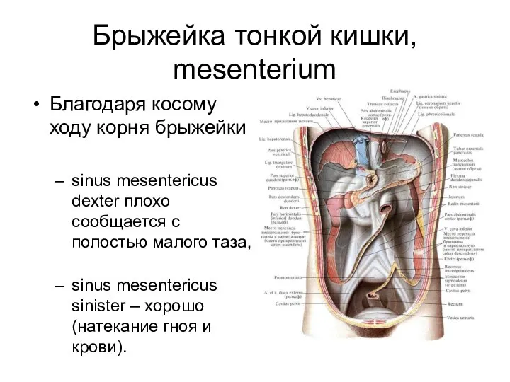 Брыжейка тонкой кишки, mesenterium Благодаря косому ходу корня брыжейки sinus mesentericus