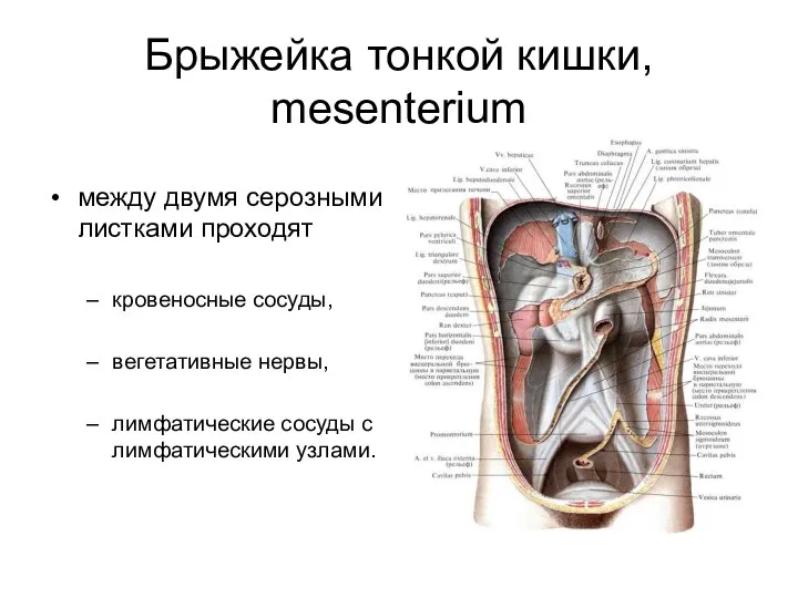 Брыжейка тонкой кишки, mesenterium между двумя серозными листками проходят кровеносные сосуды,