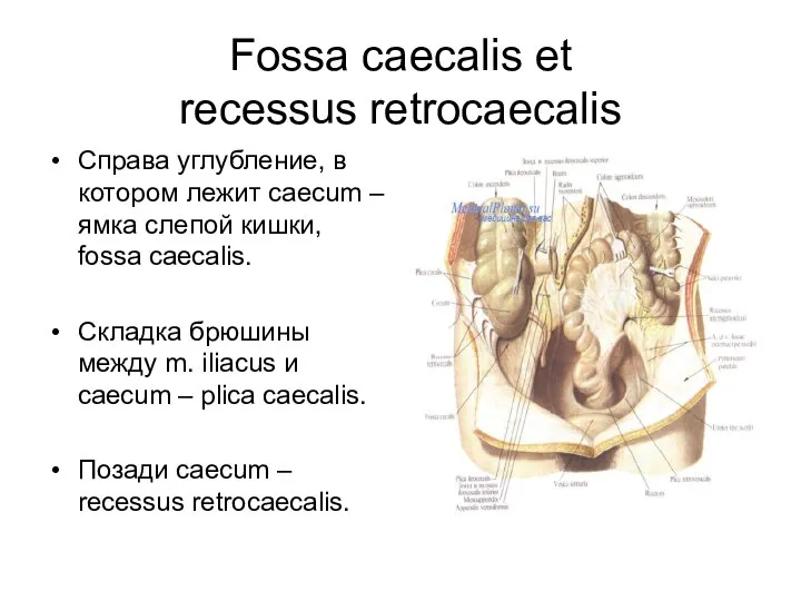 Fossa caecalis et recessus retrocaecalis Справа углубление, в котором лежит caecum