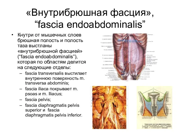 «Внутрибрюшная фасция», “fascia endoabdominalis” Кнутри от мышечных слоев брюшная полость и