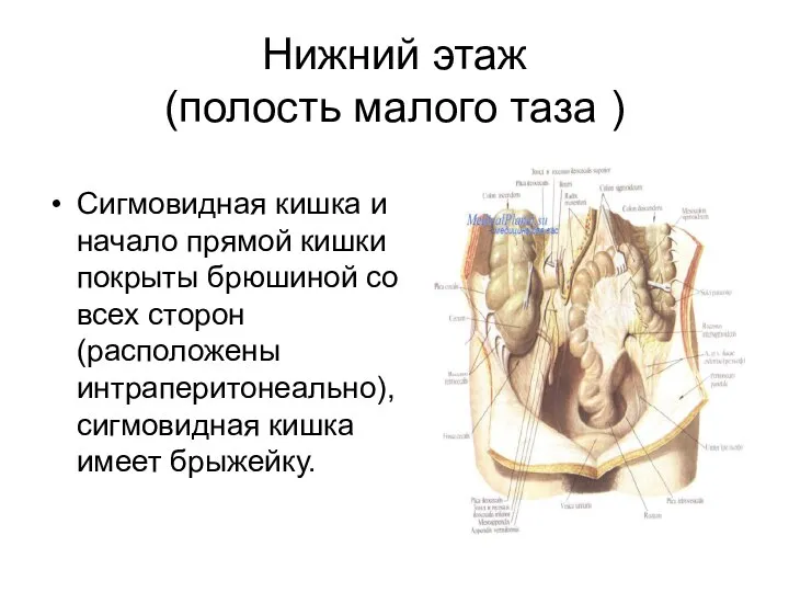 Нижний этаж (полость малого таза ) Сигмовидная кишка и начало прямой