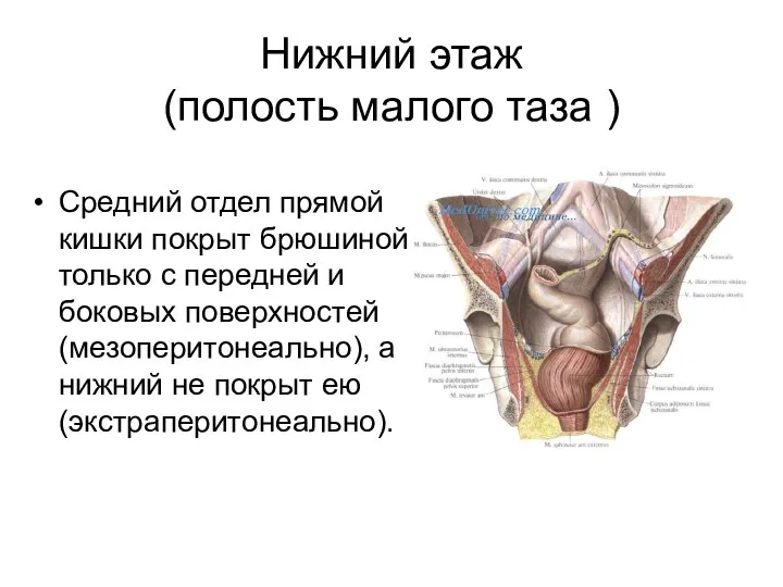 Нижний этаж (полость малого таза ) Средний отдел прямой кишки покрыт