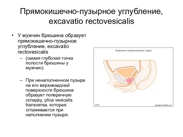 Прямокишечно-пузырное углубление, excavatio rectovesicalis У мужчин брюшина образует прямокишечно-пузырное углубление, excavatio