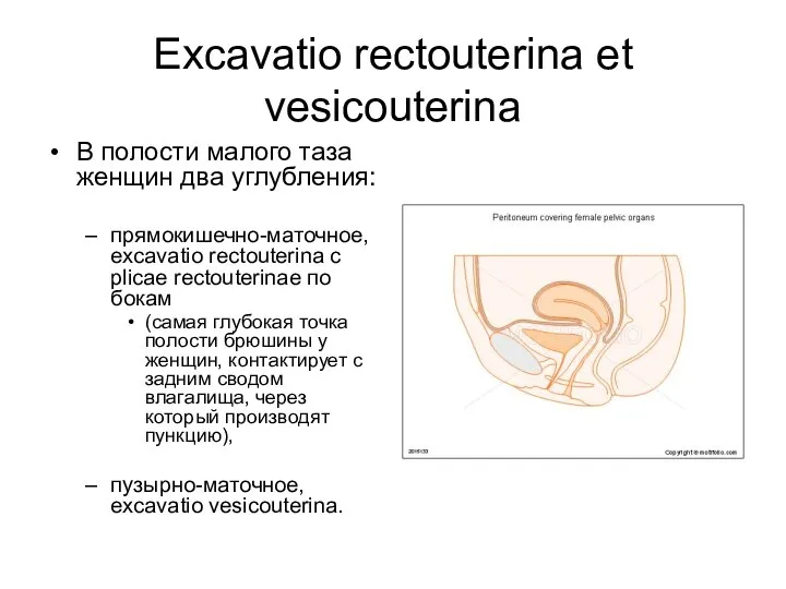 Excavatio rectouterina et vesicouterina В полости малого таза женщин два углубления: