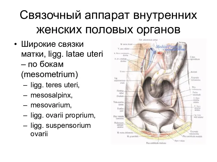 Связочный аппарат внутренних женских половых органов Широкие связки матки, ligg. latae