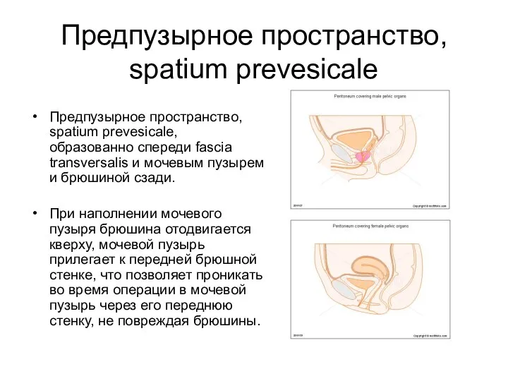 Предпузырное пространство, spatium prevesicale Предпузырное пространство, spatium prevesicale, образованно спереди fascia