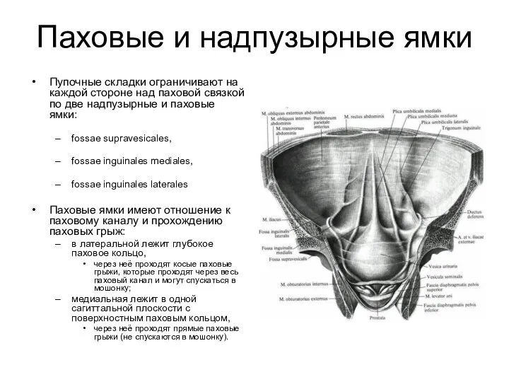 Паховые и надпузырные ямки Пупочные складки ограничивают на каждой стороне над