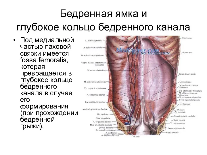 Бедренная ямка и глубокое кольцо бедренного канала Под медиальной частью паховой