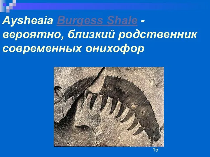 Aysheaia Burgess Shale - вероятно, близкий родственник современных онихофор