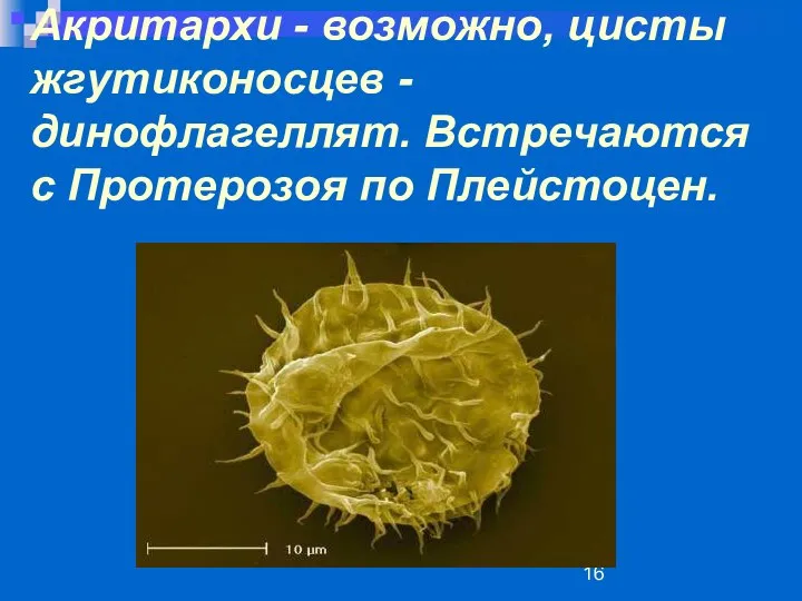 Акритархи - возможно, цисты жгутиконосцев - динофлагеллят. Встречаются с Протерозоя по Плейстоцен.