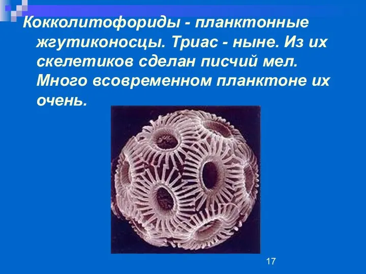 Кокколитофориды - планктонные жгутиконосцы. Триас - ныне. Из их скелетиков сделан