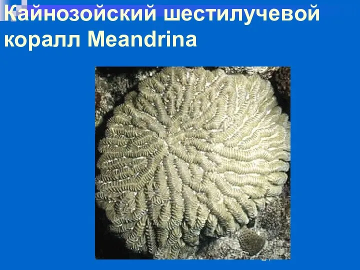 Кайнозойский шестилучевой коралл Meandrina