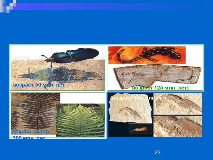 возраст 50 млн. лет возраст 50 млн. лет возраст 125 млн.