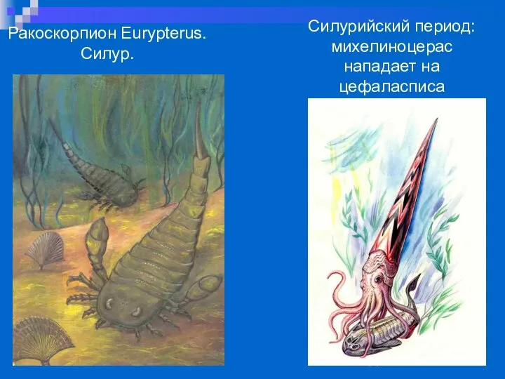 Ракоскорпион Eurypterus. Силур. Силурийский период: михелиноцерас нападает на цефаласписа