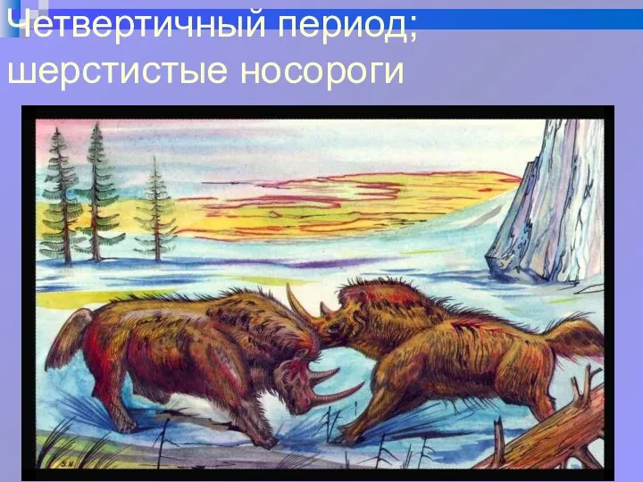 Четвертичный период; шерстистые носороги