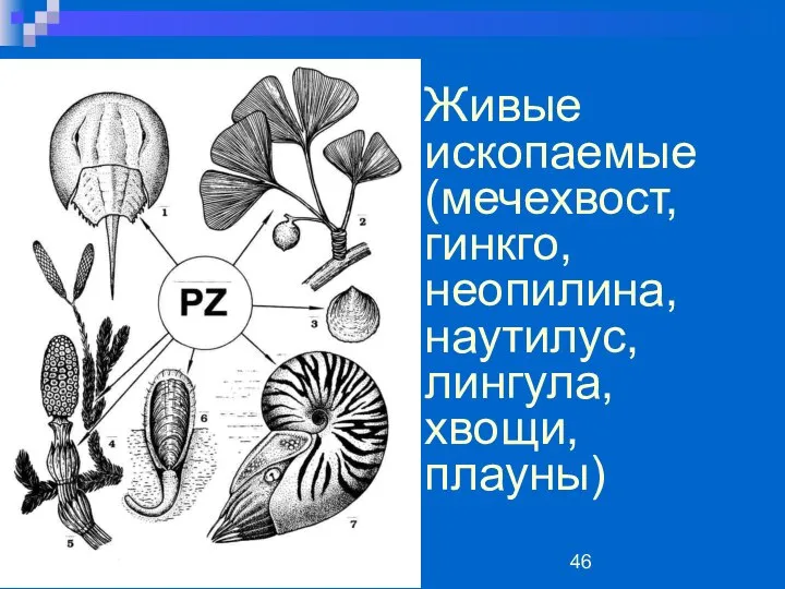 Живые ископаемые (мечехвост, гинкго, неопилина, наутилус, лингула, хвощи, плауны)