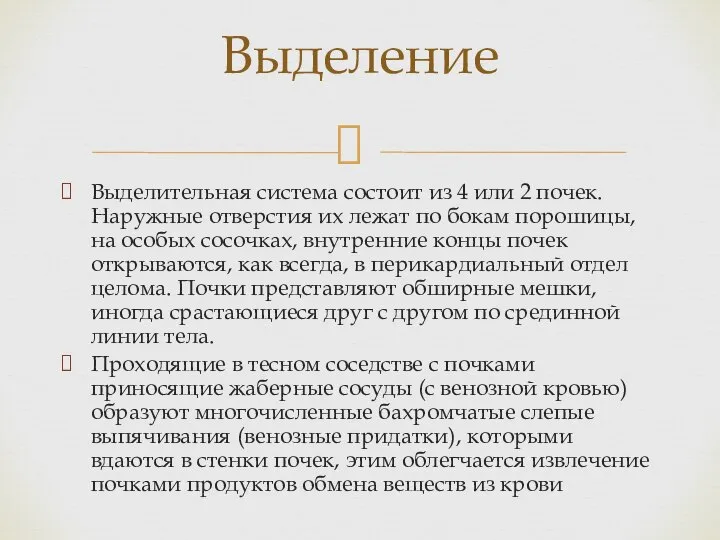 Выделительная система состоит из 4 или 2 почек. Наружные отверстия их