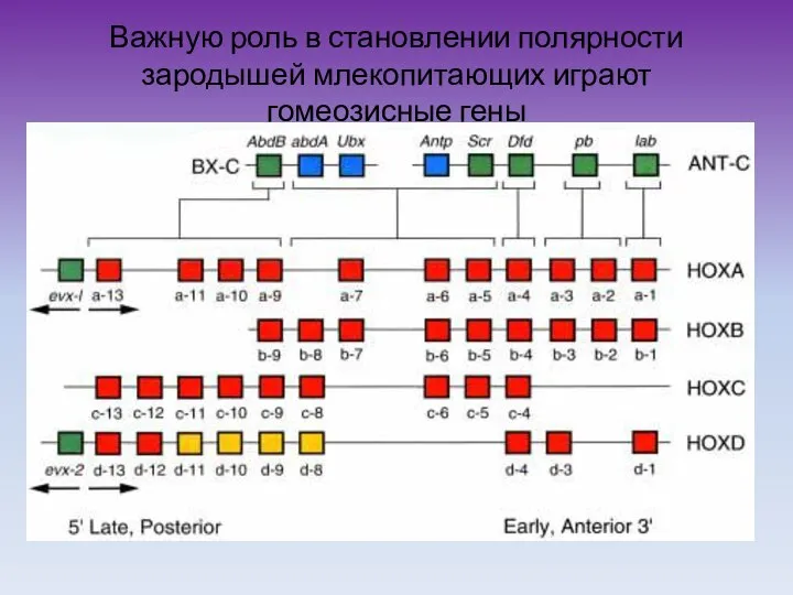 Важную роль в становлении полярности зародышей млекопитающих играют гомеозисные гены