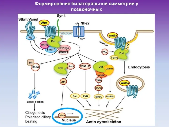 Формирование билатеральной симметрии у позвоночных