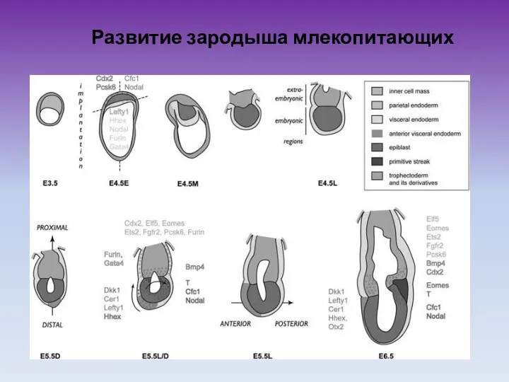 Развитие зародыша млекопитающих